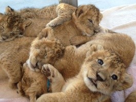 Smith Surgery-Must visit places in las vegas, lion habitat, lion cubs